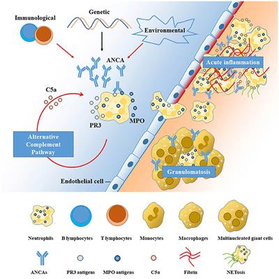 Central Nervous System Involvement in ANCA-Associated Vasculitis: What Neurologists Need to Know